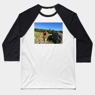 Scottish Highland Cattle Calf 1492 Baseball T-Shirt